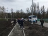 В Борисовском районе заложили липовую аллею